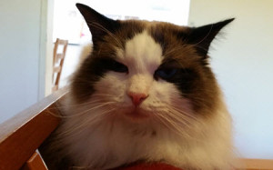 Like my Awesome Cat, people have very short attention spans these days with all the information out there. The trick is to hit them hard with powerful tight pitches so they know why you rock!